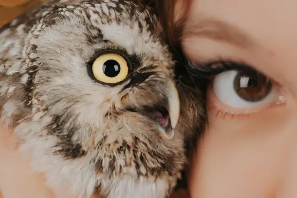 Casino Lucky Tiger Suporte